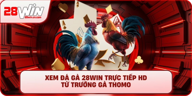 Đá Gà 1 Xem Đá Gà 28Win trực tiếp HD từ trường gà Thomo